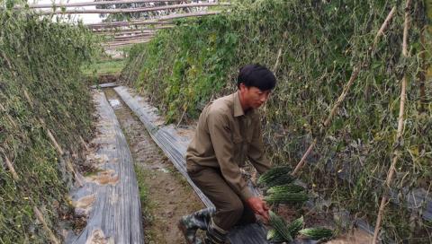 Tám sào mướp đắng bị nhổ gốc: Nghi vấn từ dấu chân