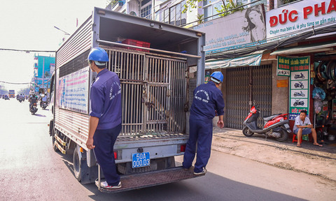 'Xuất hiện xe bắt chó giả', 'bắt đối tượng giả danh đội săn bắt chó' là tin bịa đặt