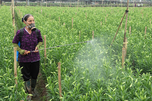 An toàn, vệ sinh lao động vẫn bị xem nhẹ