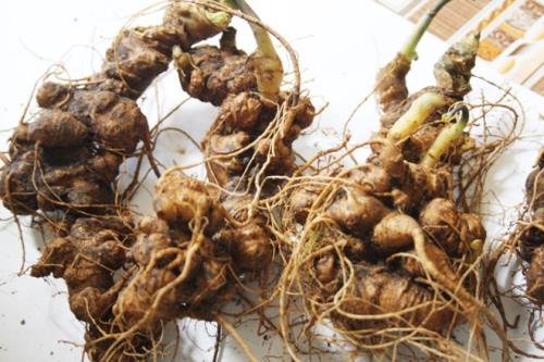 Bảo vệ nhãn hiệu chứng nhận, chỉ dẫn địa lý tạo cơ hội cho phát triển sản phẩm nông nghiệp