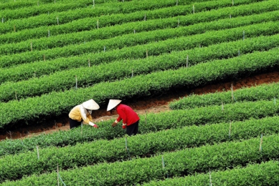 Nông dân sống chung với…thuốc trừ sâu