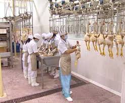 Trung tâm giết mổ gia cầm An Nhơn - TCty Nông nghiệp Sài Sòn: Gây ô nhiễm vẫn thu phí